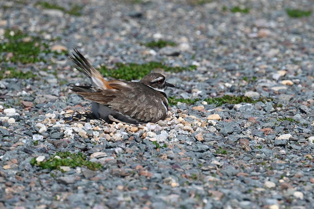 Killdeer, 2025-05037359 Parker River NWR, MA.JPG - Nesting Killdeer. Parker River National Wildlife Refuge, MA, 5-3-2025